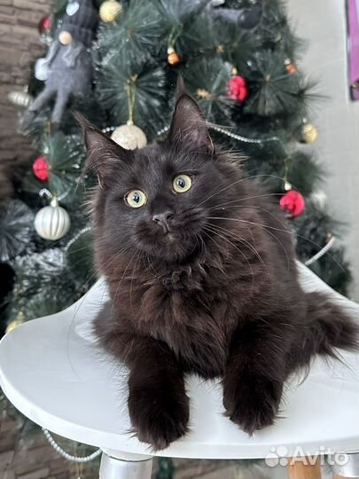 Черная кошка Мейн-кун