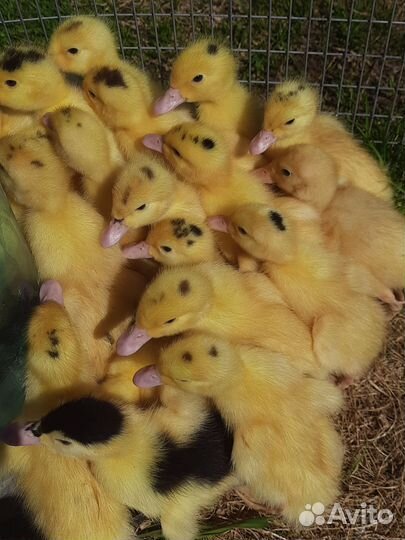 Мулард/Гусь/Утка/Бройлер/Индюк