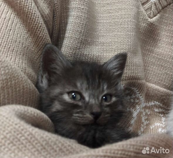 Котята ищут любящих хозяев