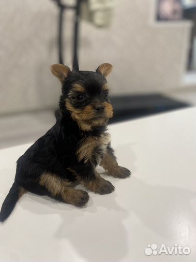 Йоркширский терьер беби фейс