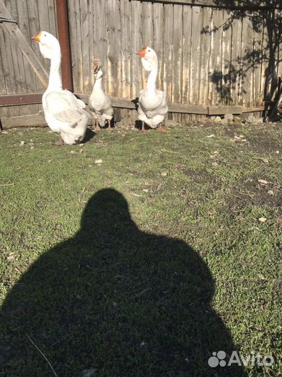 Холмогорские гуси