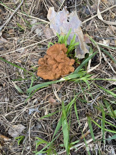 Грибы свежие строчки