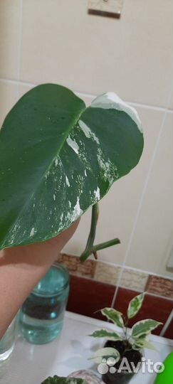 Монстера вариегатная альба