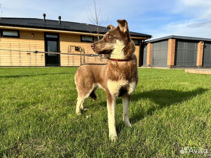 Метис хаски