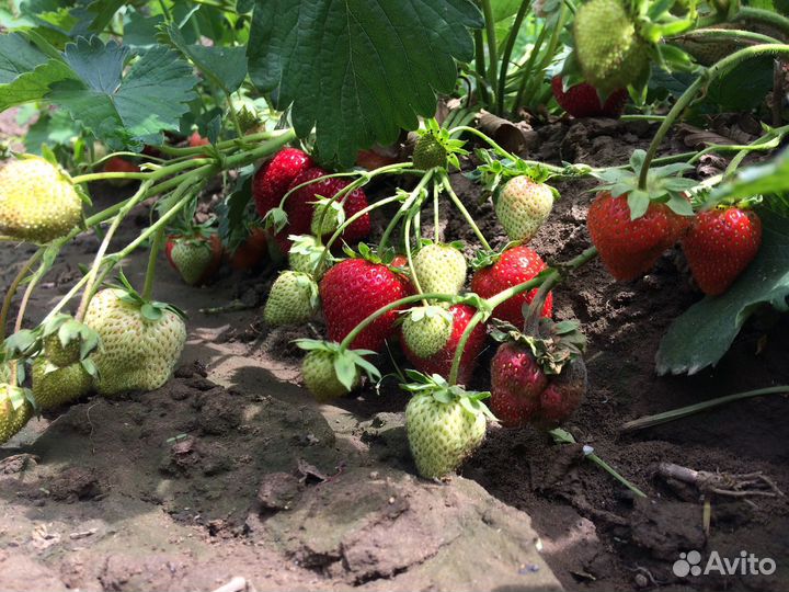 Рассада клубники