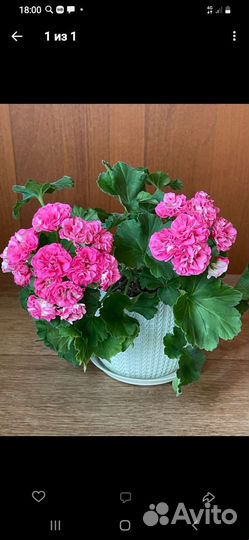 Пеларгония сим Харизма