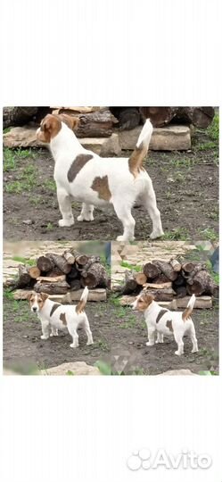 Питомник дрт