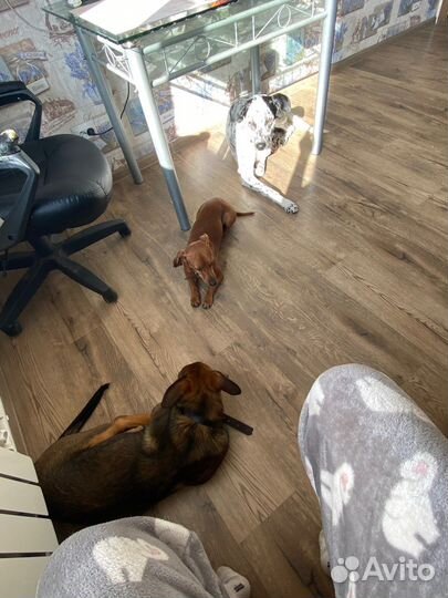 Маленькая собака в добрые руки бесплатно