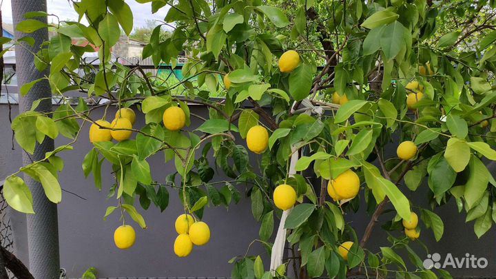 Лимон комнатный