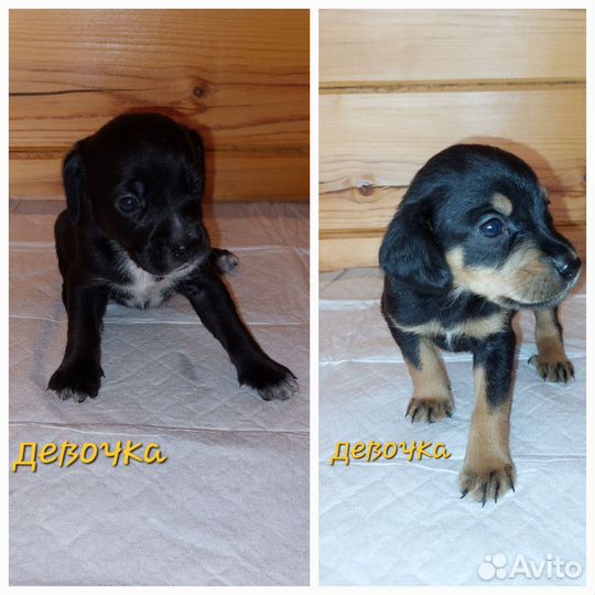 Щенки бесплатно в добрые руки
