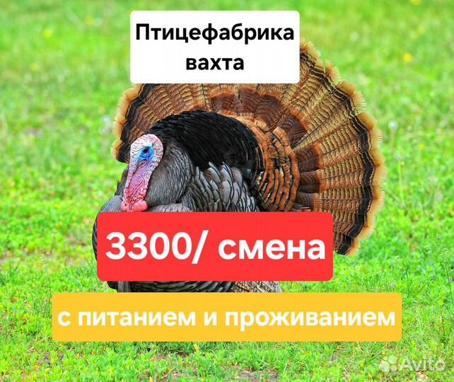 Вахта разнорабочий-грузчик на Птицефабрику