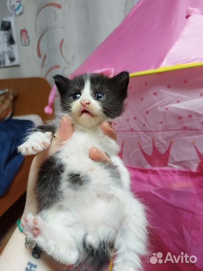 Кошки и котята