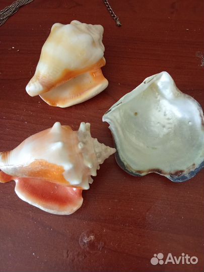 Ракушки разные