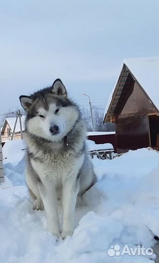 Аляскинский маламут вязка