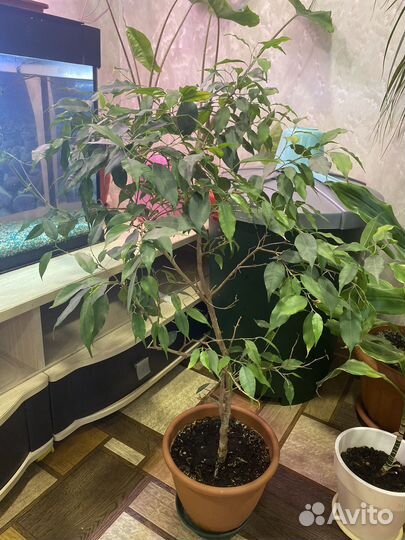 Продам комнатные цветы