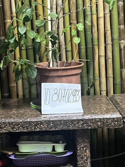 Дом 56 м² на участке 1,5 сот.