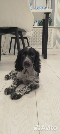 Русский спаниель щенок девочка
