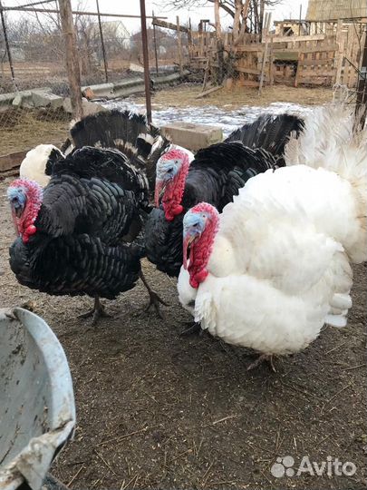 Индюк/обмен