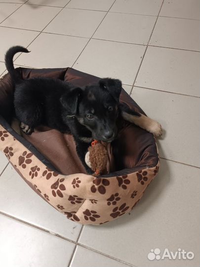 Щенок в добрые руки