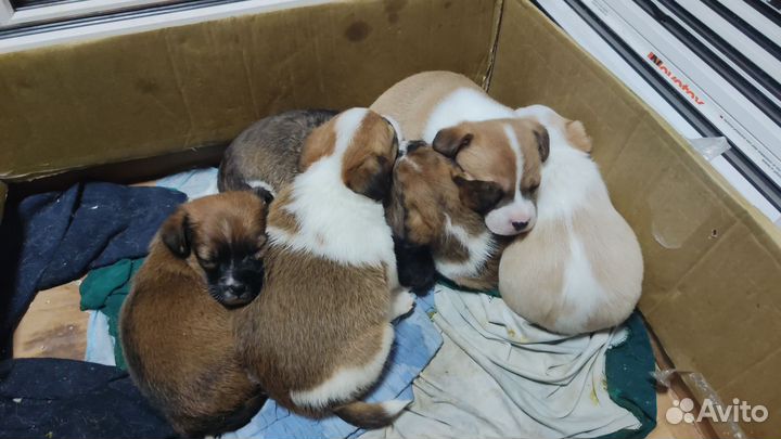 Щенки джек Рассел терьер