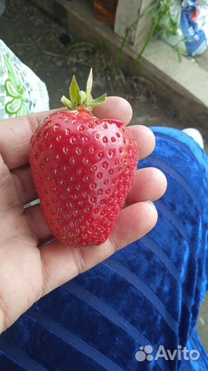 Ремонтантная клубника, 