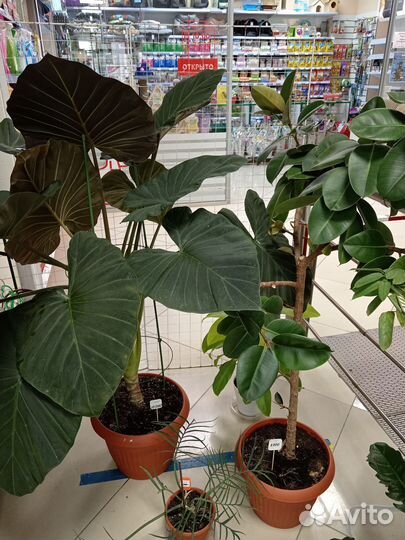 Растения для дома и офиса