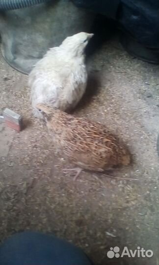 Тушки перепелов