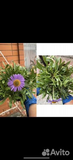 Голубая ромашка