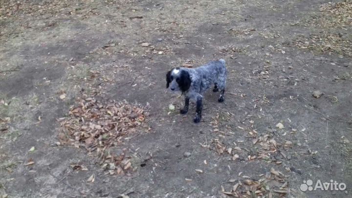 Русский спаниель вязка