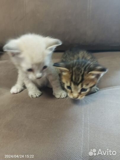 Котята