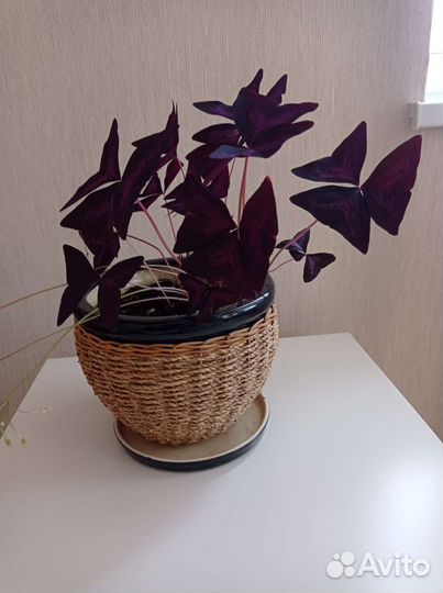 Цветок бабочка