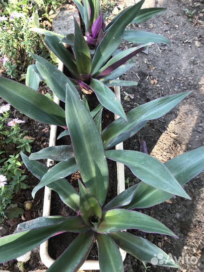 Продам цветы комнатные