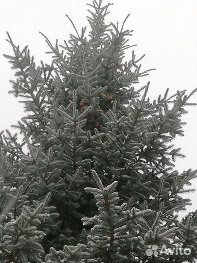 Голубая ель