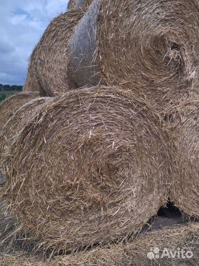 Солома пшеничная