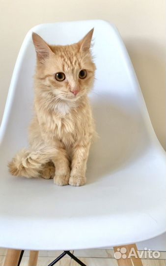 Маленький рыжий котик Лукас вечно удивлен )