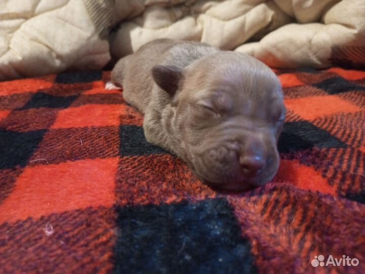 Щенки питбуля