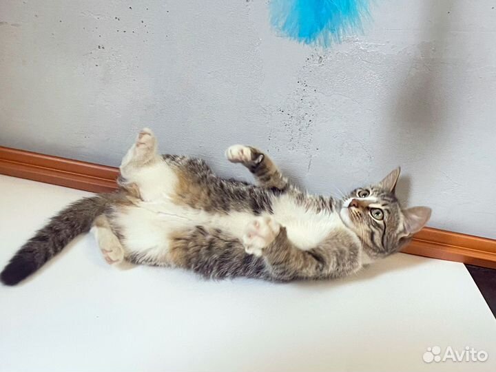 Котёнок в добрые руки