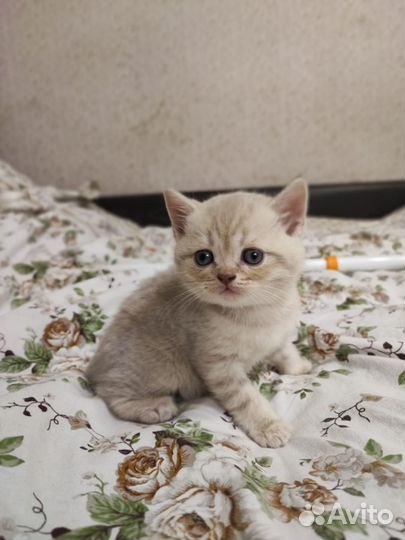 Британские котята