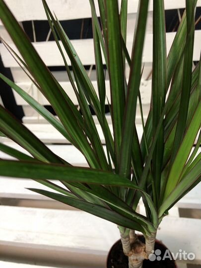 Драцена Маргината, Маргината Биколор, Draco