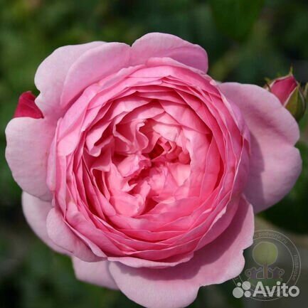 Английская роза Доктор Герберт Грей