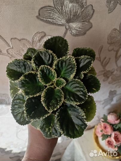 Hunters Slipperi When Wet