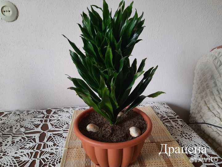 Комнатные цветы