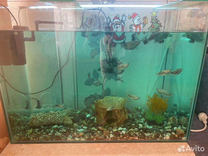 Аквариум с рыбками