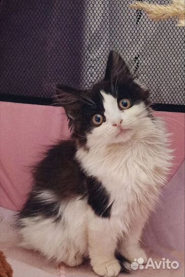 Котёнок