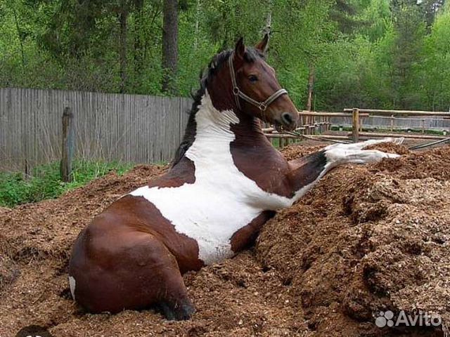 Конский перегной