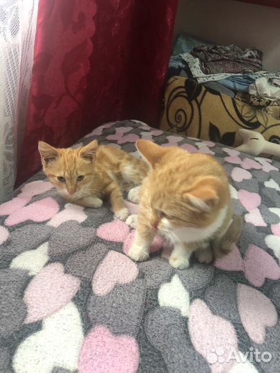Двух месячные котята