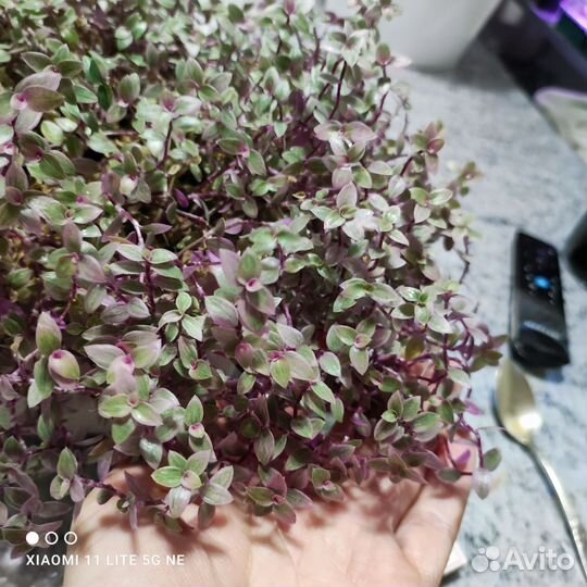 Колизия розовая пантера. Большое новое кашпо