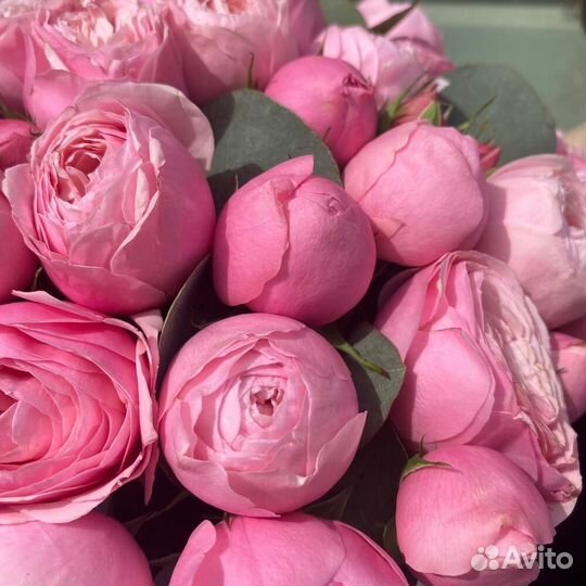 Пион роза с эвкалиптом в коробке