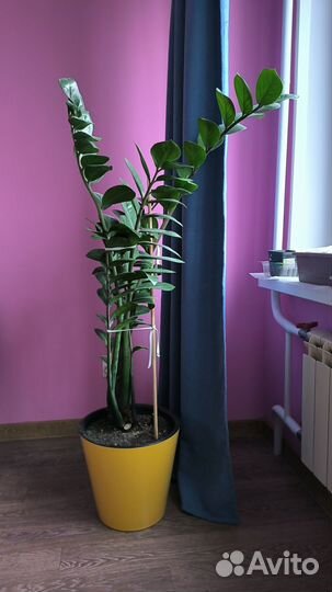 Замиокулькас