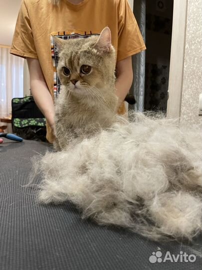 Груминг животных